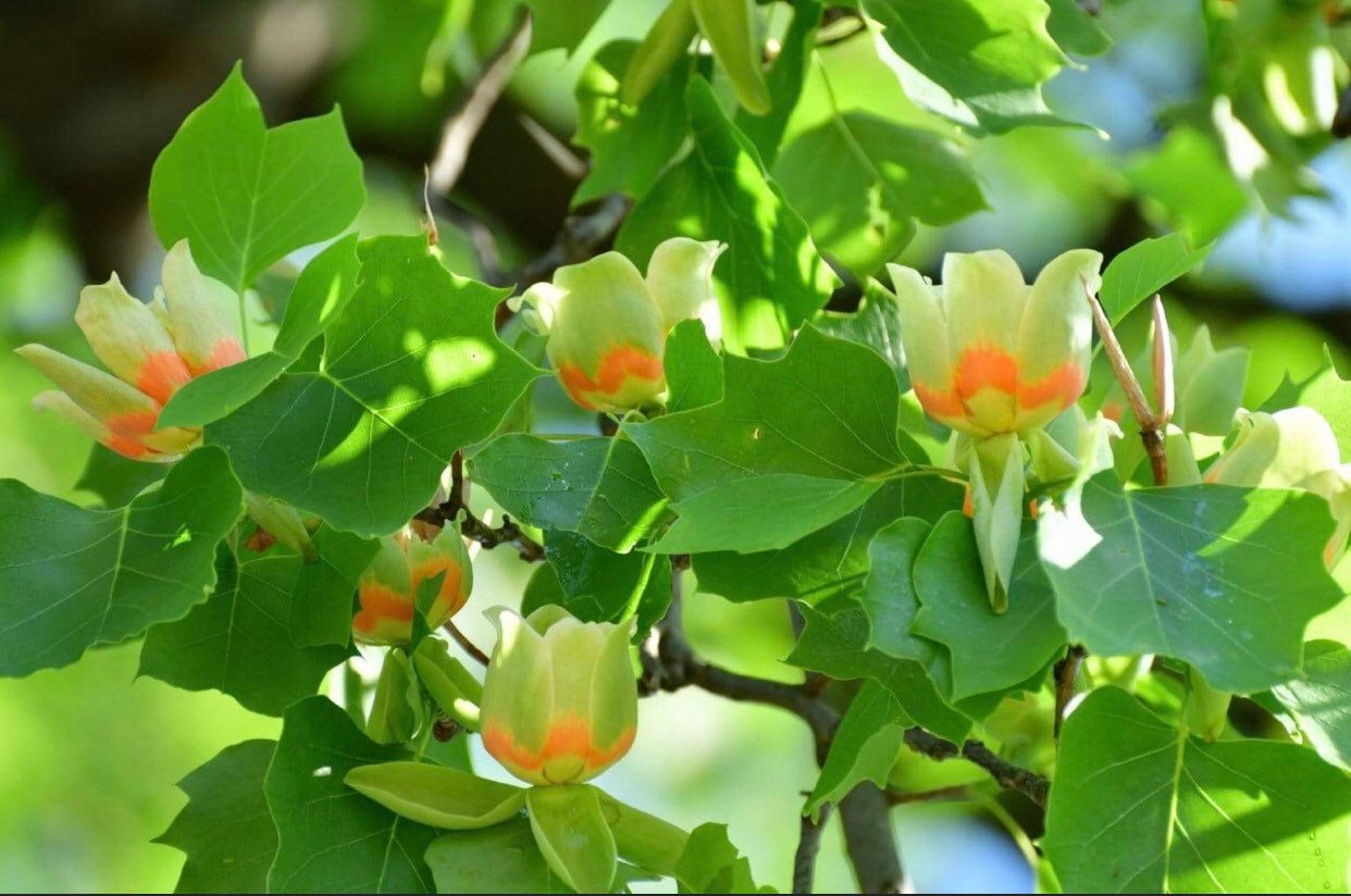 Yellow Poplar Seeds 100 seeds per order Guaranteed!