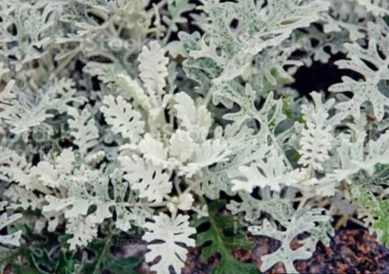 Silver Dusty Miller Seeds Etsy