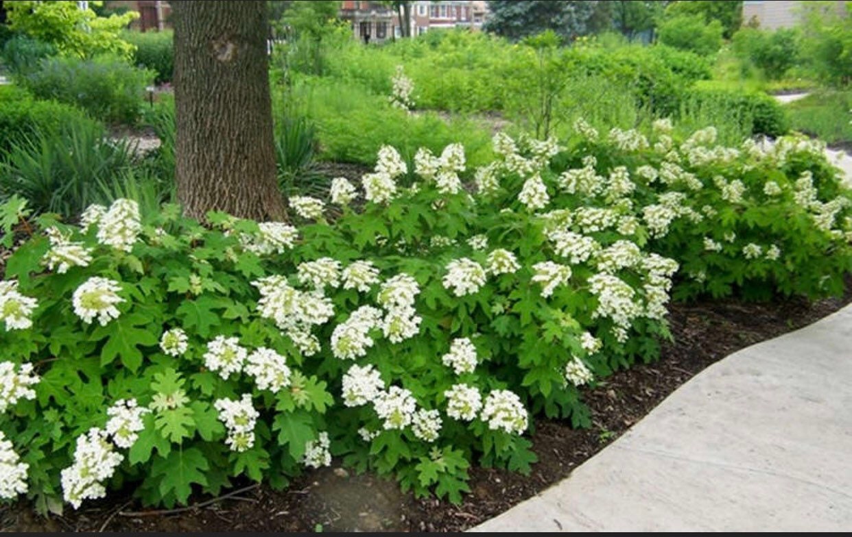 Pee Gee Hydrangea Seeds Etsy