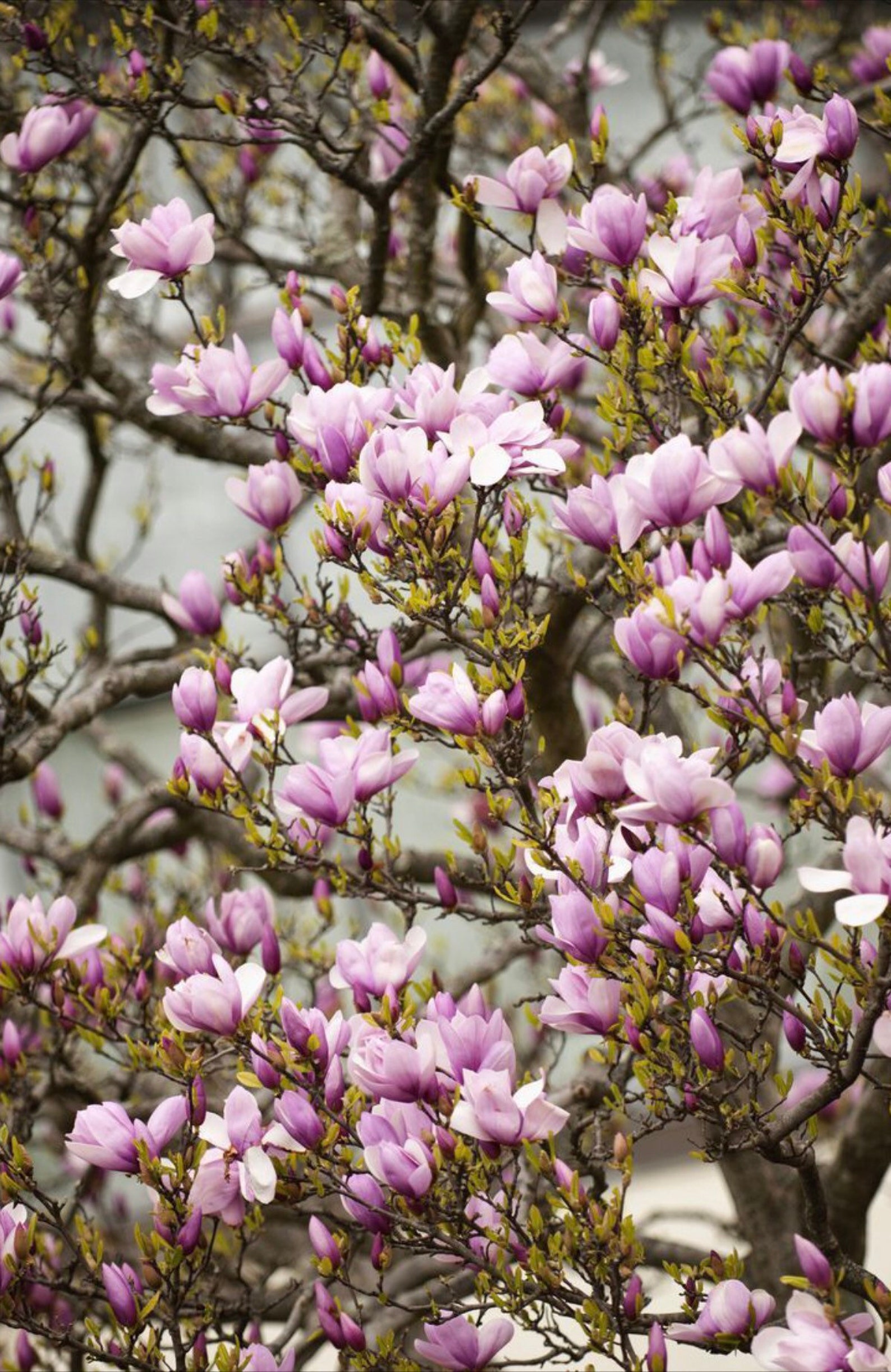 Saucer Magnolia Tree Seeds Etsy