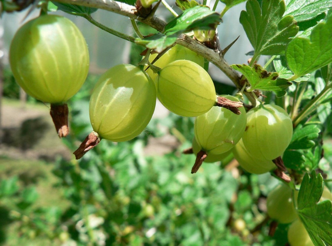 Indian Gooseberry Tree Seeds | Etsy