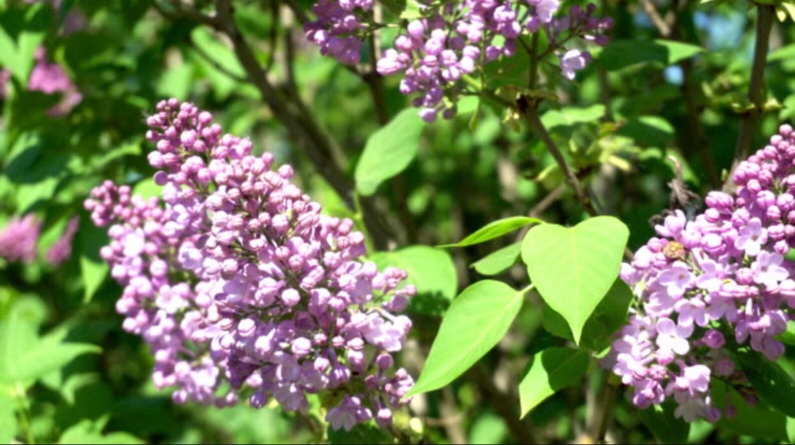Early Lilac Seeds Etsy