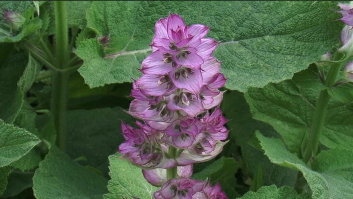 Clary Sage Seeds Etsy