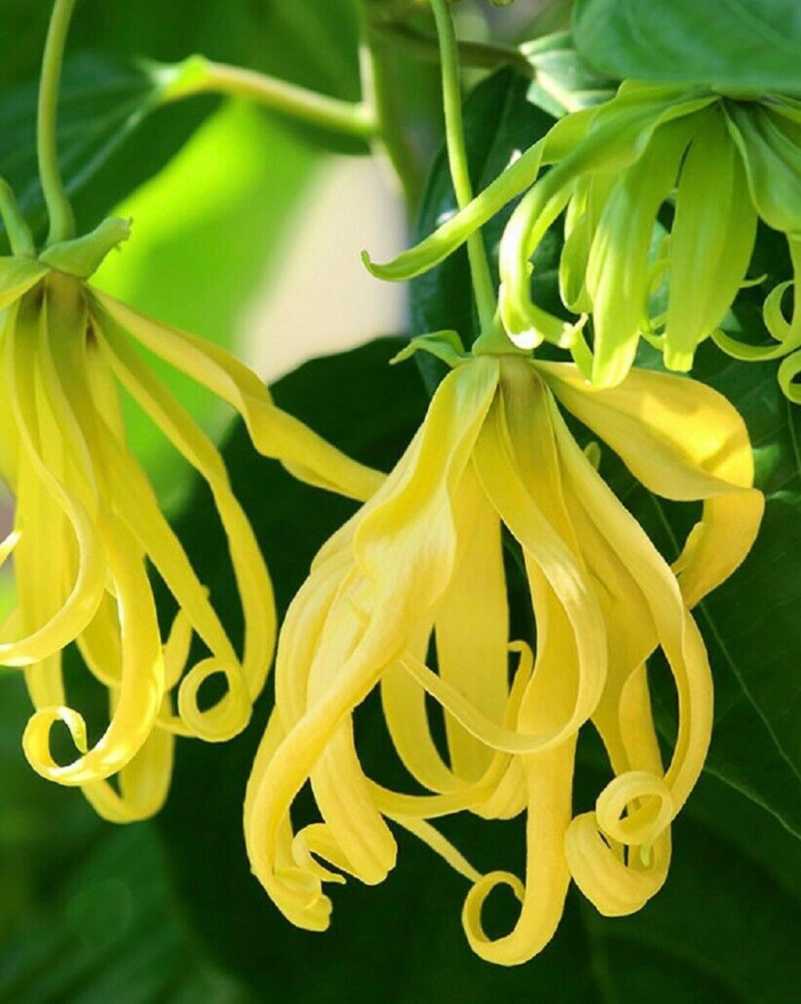 Ylang Ylang Seeds Etsy