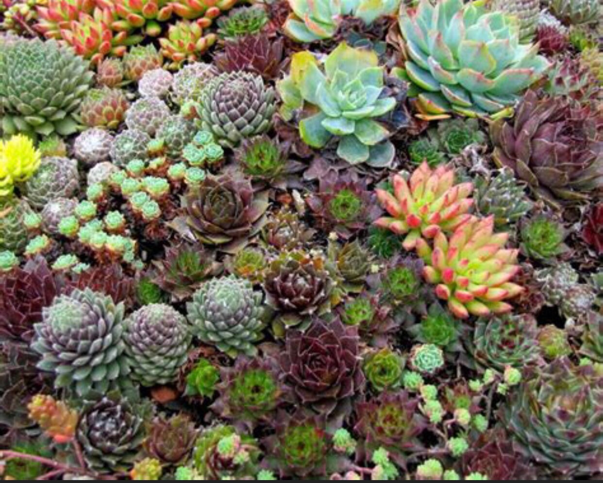 Hens & Chicks Succulent Seeds Etsy