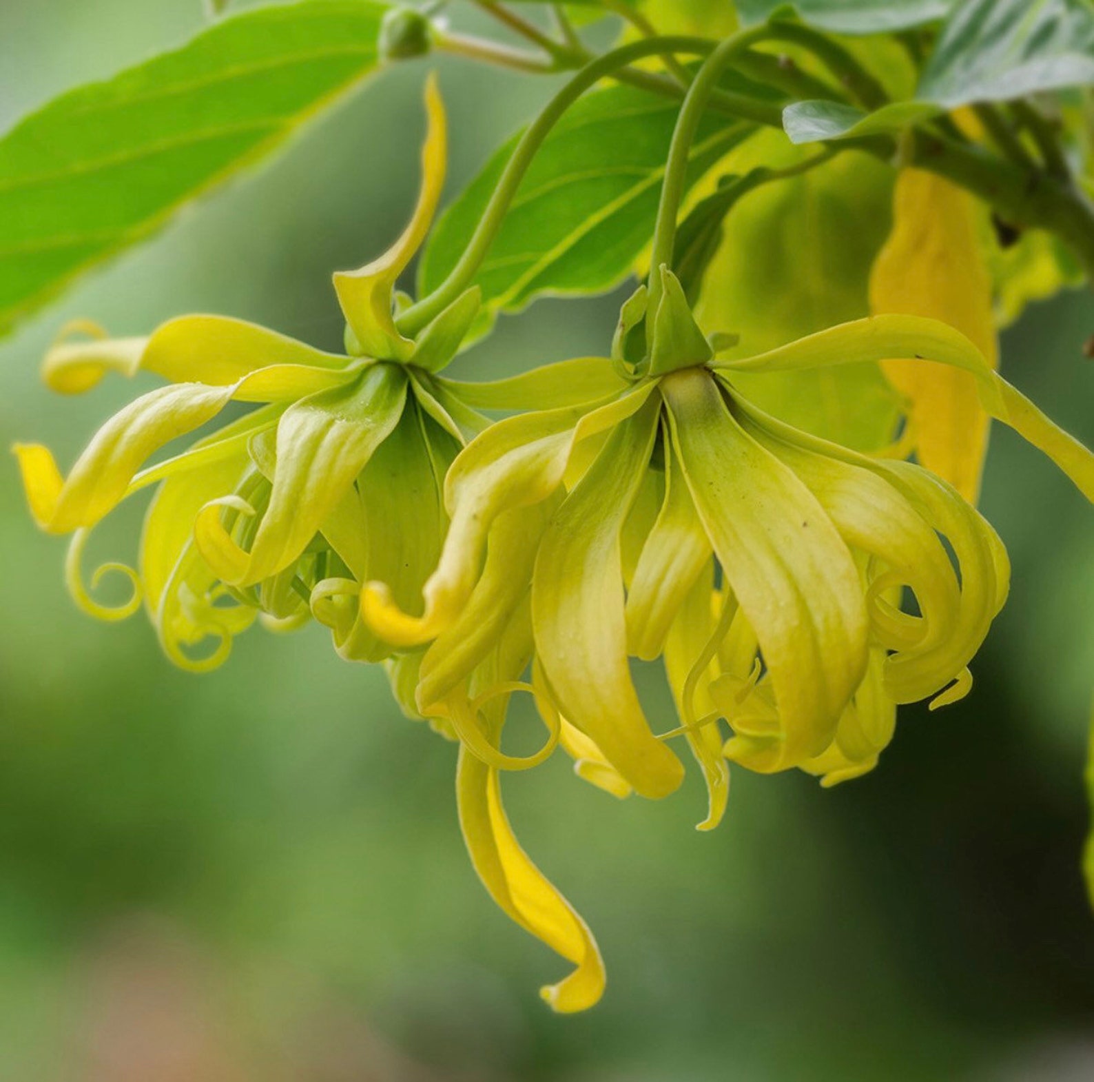 Ylang Ylang Seeds Etsy
