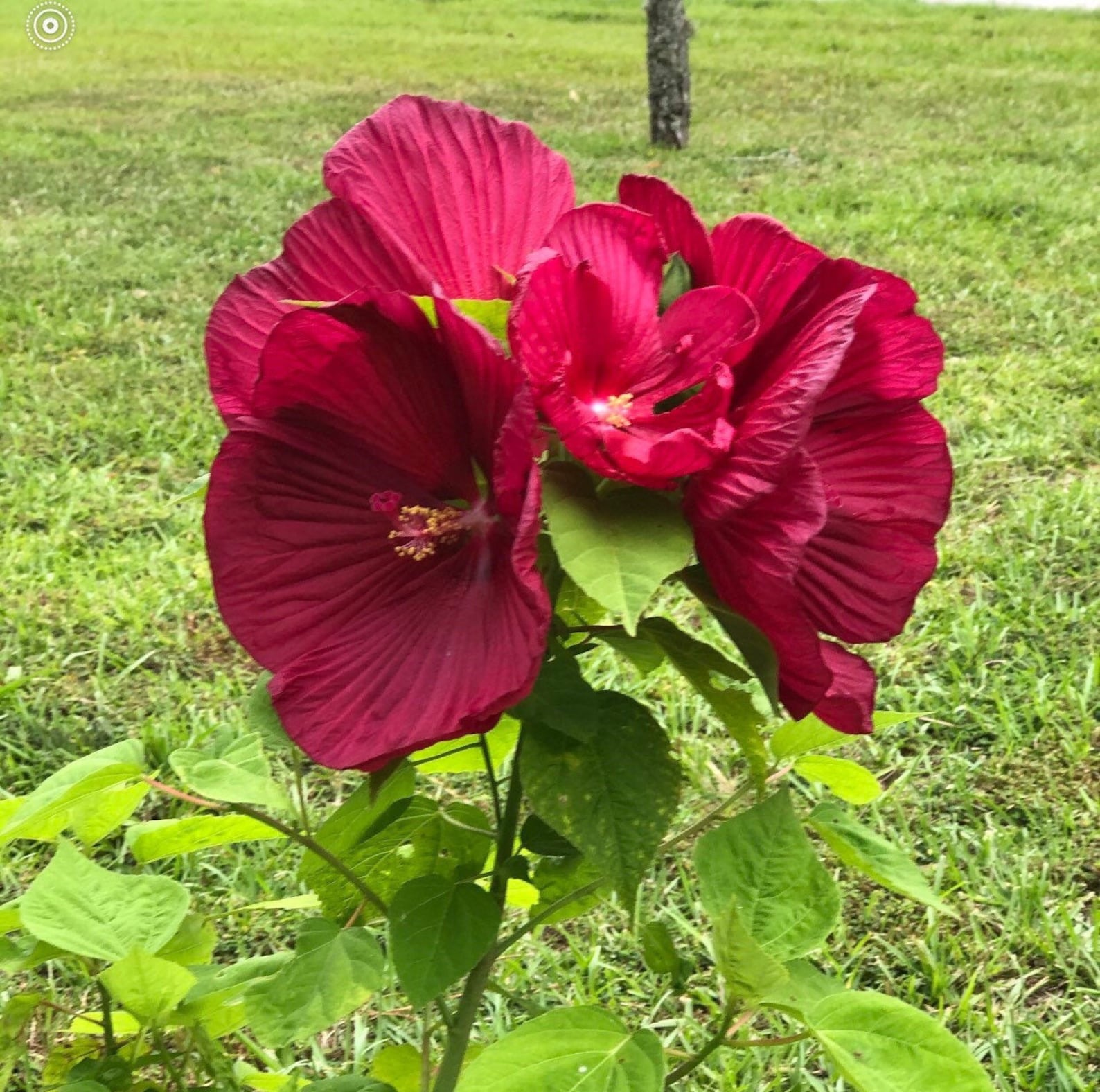Red Luna Hibiscus Cold Hardy Seeds Etsy