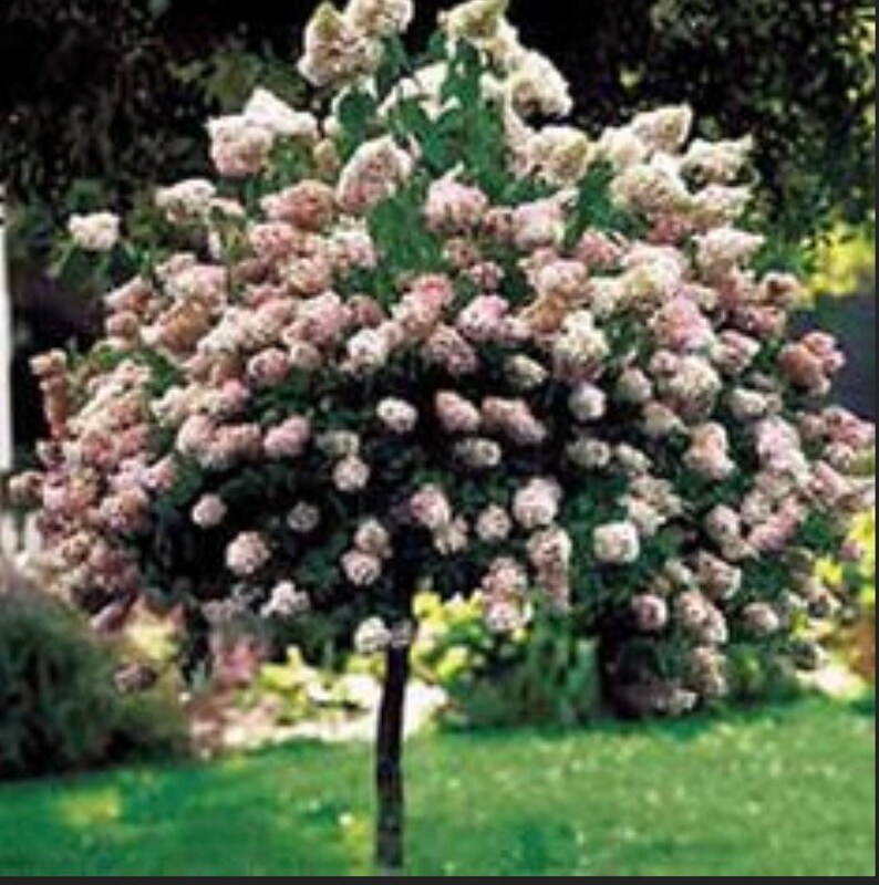 Peegee Hydrangea Tree Seed White/Pink Etsy