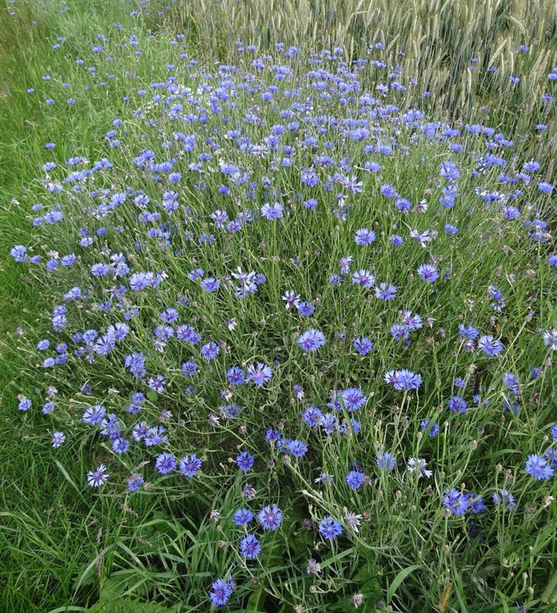 Blue Cornflower Edible Flower Seeds Etsy