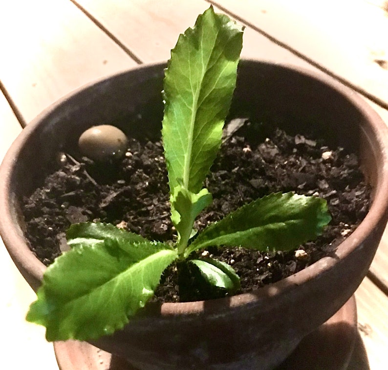 Mexican Coriander/Culantro Herb Seeds Etsy