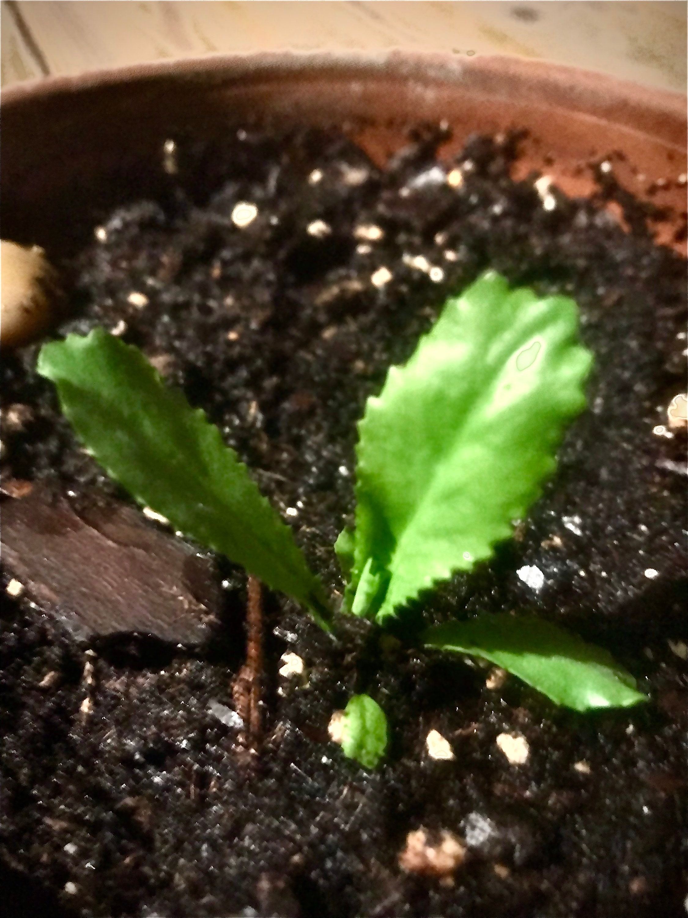 100 Recao Seeds: Culantro, Aromatic Food Seasoning Herb - Ireland