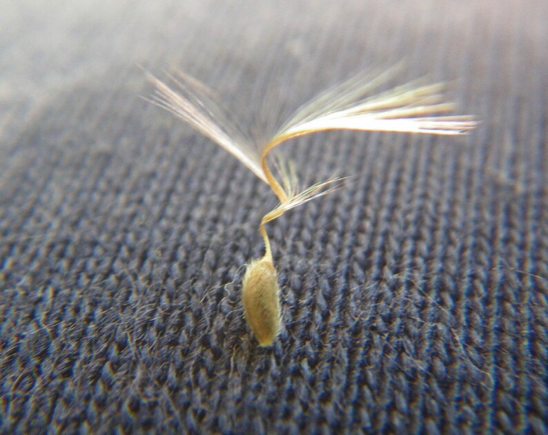 Coconut Scented Geranium Seeds Etsy