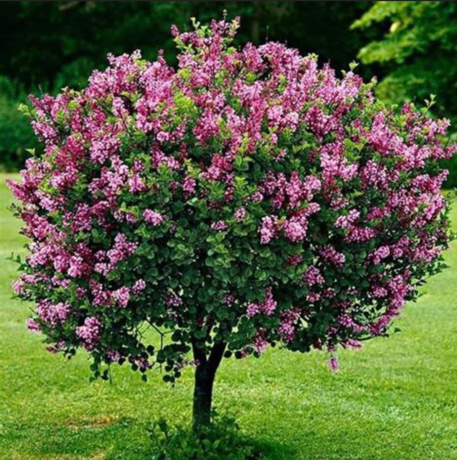 Nodding Lilac Seeds Etsy