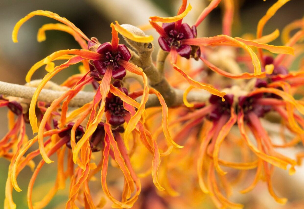 Witch hazel plant seeds