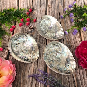 Abalone Shell, Palo Santo Holder, Shell Decor, Shell for Smudging