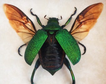 Real beetle framed - Chrysophora chrysochlora