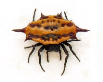 Echte winzige Kugelmännchen-Spinne eingerahmt - Gasteracantha sturi