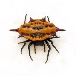 May include: A spiny orb weaver spider with a brown and orange patterned abdomen and black legs. The spider is on a white background.
