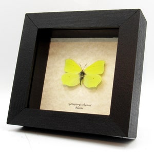 May include: A framed yellow butterfly specimen, Gomopterix rhamni, from Russia, displayed on a white background.