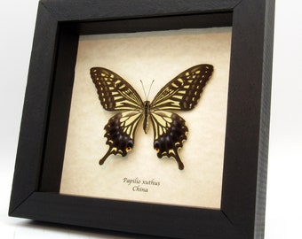 本物のアゲハチョウの額入り剥製 - Papilio xuthus - 大型メス - Etsy 日本