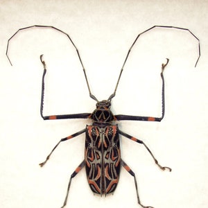 以下が含まれることがあります： ペルー産の保存されたアカシノムシの一種、Acrocinus longimanus。この甲虫は、体と長い触角に黒とオレンジの模様があります。