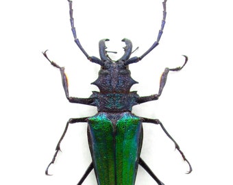 珍しいターコイズ色の大きなカミキリムシの額入り - Anoplophora