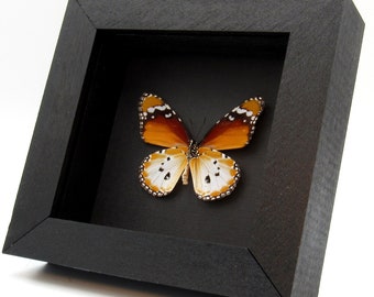 本物のアフリカンクイーン蝶の額入り剥製 - Danaus chrysippus - Etsy 日本