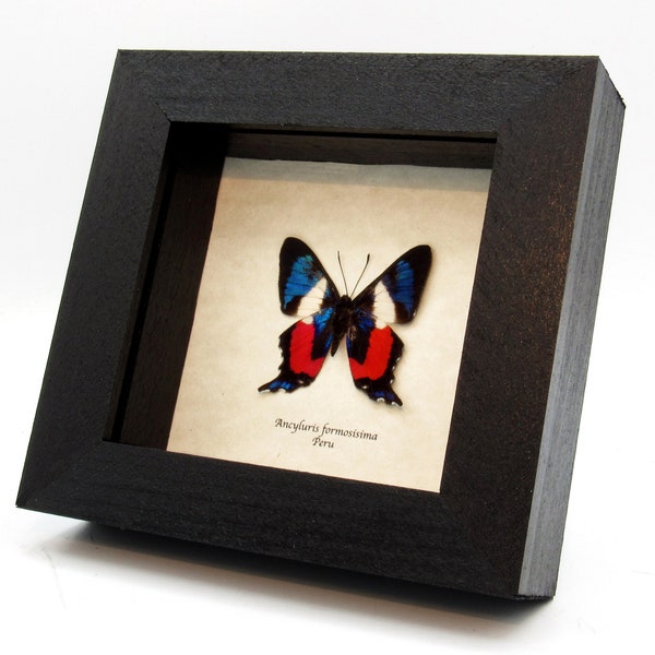 Rare metallic Metalmark butterfly framed taxidermy - Ancyluris formosissima