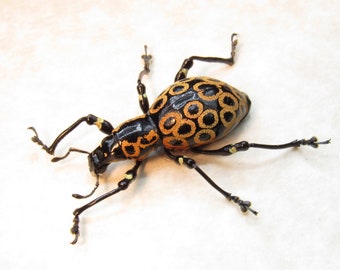 WEEVIL MANIA - Real beetle framed taxidermy - Pachyrrhynchus argus