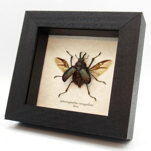 Beady eyed beetle framed taxidermy - Sphaenognathus monguilloni