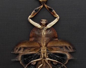 Real Leaf Mantis Displaying the Severed Head of her Lover in Triumph