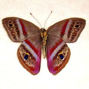 May include: A brown butterfly with red, white, and blue markings on its wings. The butterfly has a purple hue on the underside of its wings.