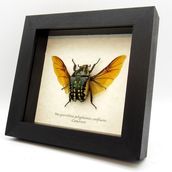 Large Scarab beetle framed taxidermy - Mecynorrhina polyphemus confluens - female