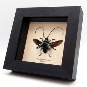 Real blue Longhorn beetle framed - Anoplophora granata