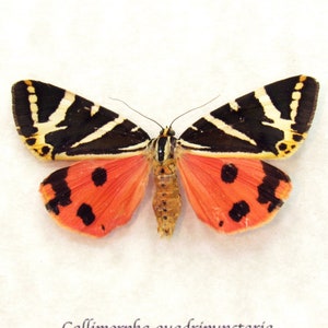 Puede incluir: Un espécimen montado de una polilla Callimorpha quadripunctaria, también conocida como el "four-spotted footman", con alas rayadas en blanco y negro y alas rojas con manchas negras. La polilla está montada sobre un fondo blanco con el texto "Callimorpha quadripunctaria Georgia" escrito debajo.