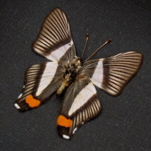 以下が含まれることがあります： 黒、白、オレンジの蝶が羽を広げています。蝶は黒い背景の上にあります。