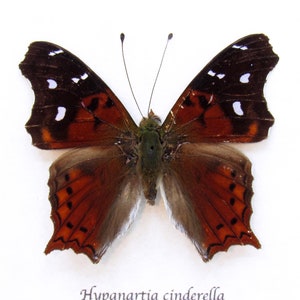 Real framed butterfly specimen - Hypnartia cinderella