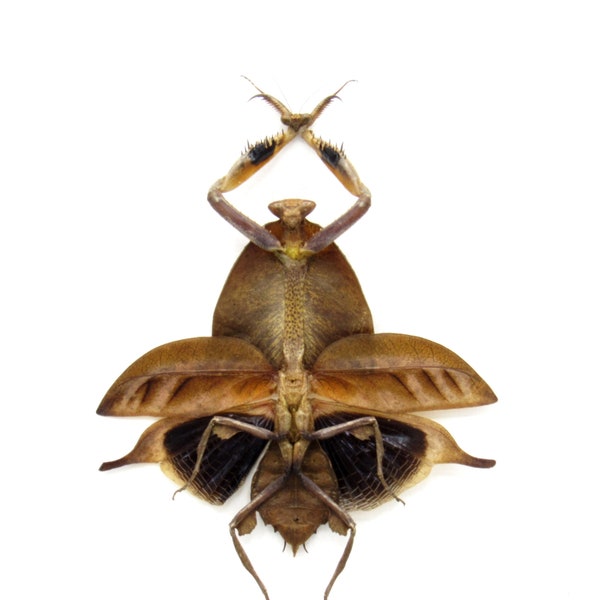 Real Leaf Mantis Displaying the Severed Head of her Lover in Triumph