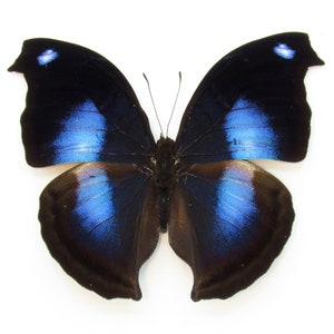 May include: A black butterfly with blue iridescent wings. The butterfly is spread out with its wings open.
