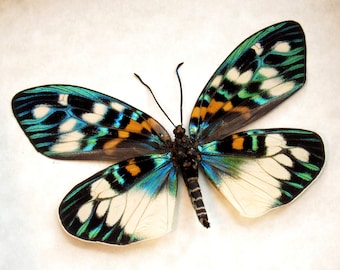 ONE REAL DAY FLYING MOTH GREEN BLUE ERASMIA PULCHERA UNMOUNTED WINGS CLOSED 