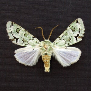 May include: A green and white moth with black markings on its wings. The moth has a light brown body and is spread out on a black background.