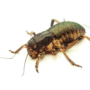 Può includere: Un grande grillo verde e marrone con lunghe gambe e antenne. Il grillo è su uno sfondo bianco.