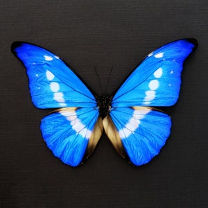 Morpho rhetenor helena - Etsy 日本