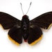 see more listings in the S American Butterflies section