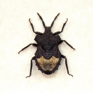 May include: A black and white insect with a segmented body and long legs. The insect has a white patch on its back.