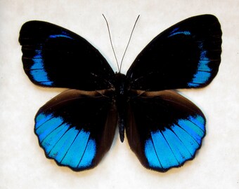 EUNICA ALPAIS unmounted BUTTERFLY EUNICA ALPAIS unmounted BUTTERFLY
