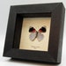 see more listings in the S American Butterflies section