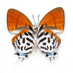 Real Posy butterfly framed specimen - Drupadia ravindra moorei