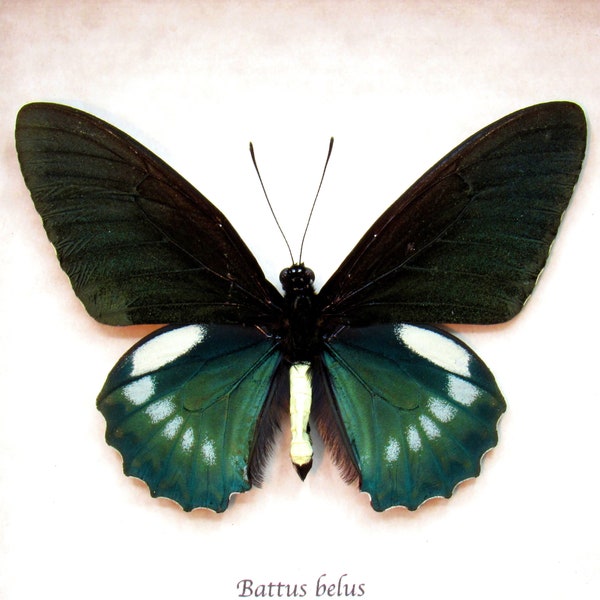 Large iridescent green butterfly framed taxidermy - Battus belus