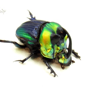 Taxidermie encadrée avec un vrai scarabée arc-en-ciel - Phanaeus imperator